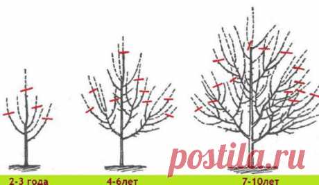 КАК ВЕРНУТЬ ДЕРЕВЬЯМ БЫЛУЮ СИЛУ. ТРИ ШАГА ПРАВИЛЬНОЙ ОБРЕЗКИ!
Плодовые деревья дают хороший урожай, когда они молодые. Но начиная с 15-летнего возраста их плоды заметно мельчают, урожайность падает, а сами растения чаще болеют. Омолодить ваш сад поможет обрезка. Лучше всего ее делать, когда температура воздуха выше -5 оС.
1. Первым делом нужно укоротить ствол (шаг 1) - его высота не должна превышать двух метров. Только пилите его так, чтобы срез был над какой-нибудь крупной веткой. Иначе образ