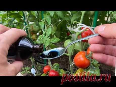 Лучшее копеечное средство для томатов от всех болезней