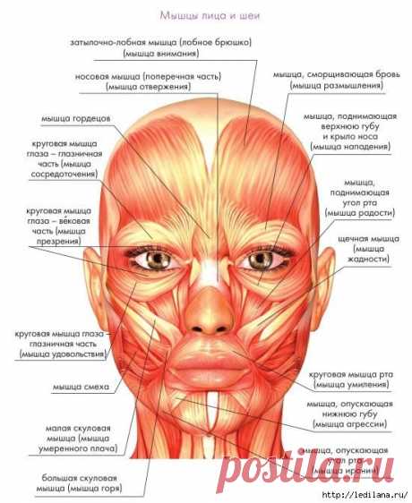 Наглядный АТЛАС МЫШЦ ЛИЦА. Упражнения для омоложения