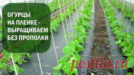 Простой, но урожайный метод: как выращивать огурцы на пленке? | 6 соток