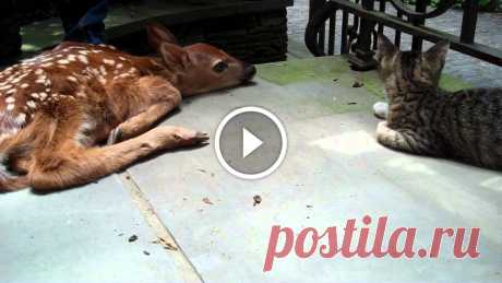 Kitten excited to see baby deer on the front porch