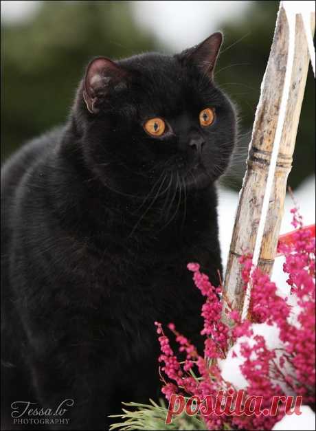 Black british shorthair cat | MuchPics