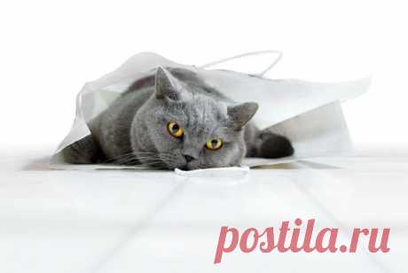 70 Clever and Adorable Examples of Pet Photography - Tuts+ Photo &amp; Video Article