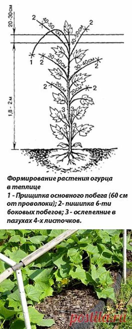 КАК ФОРМИРОВАТЬ ОГУРЦЫ | Самоцветик