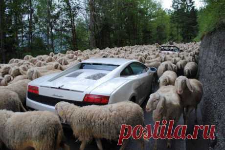 Lambs VS Lamborghini — Фото дня, 9 июня 2013