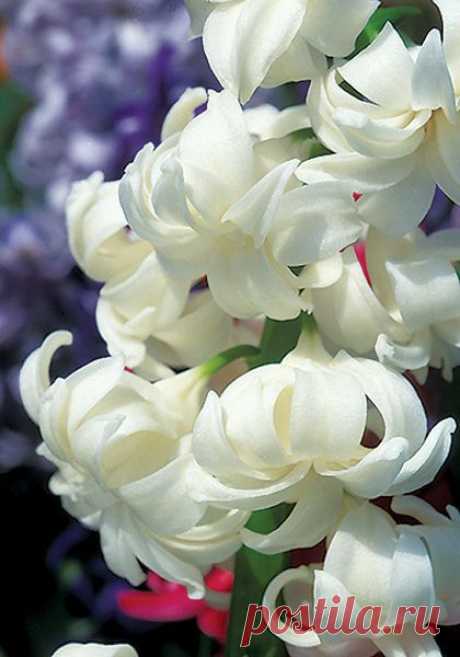 ~Hyacinth 'Madame Sophie' | Beautiful Flowers around the world | Pint…