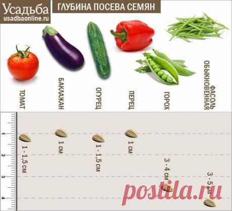 Усадьба | Огородник : Секреты успешного выращивания рассады овощей