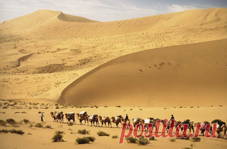 картинка караван в пустыне - Поиск в Google