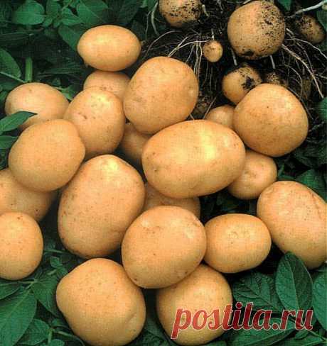 9 советов по выращиванию картофеля.