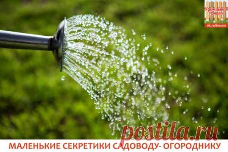 МАЛЕНЬКИЕ СЕКРЕТИКИ САДОВОДУ- ОГОРОДНИКУ
1. Йод для капусты. В ведро воды добавить 40 капель йода. Когда начнет формироваться кочан, поливать капусту под растение по 1 литру.
2. Ускорение пророста. Чтобы семена быстрее проросли их замачивают в растворе перекиси водорода (4%) на 12 часов (капуста), а семена помидоров и свеклы - на 24 часа. Для обеззараживания семян (вместо марганцовки) их обрабатывают 10% перекисью водорода 20 минут. Соотношение раствора и семян 1:1. Затем семена промывают