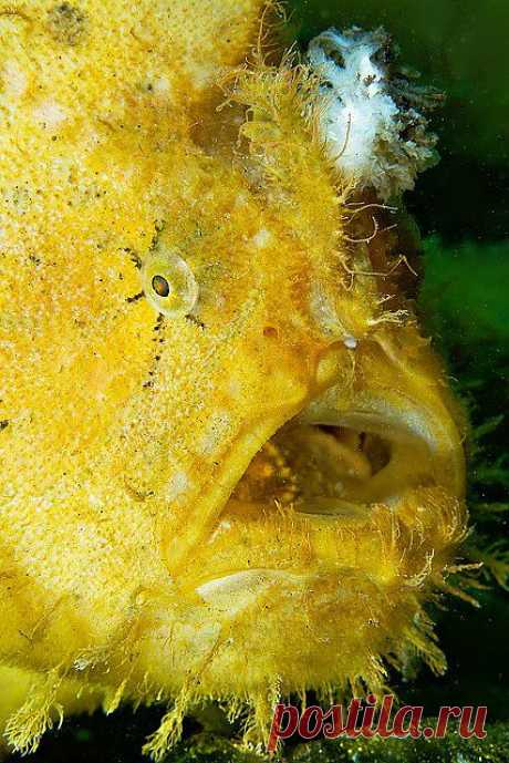 Yellow hispid frogfish | Under The Sea