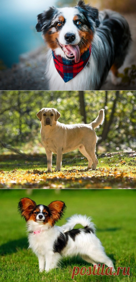 Топ-10 самых умных пород собак | В мире животных Пульс Mail.ru
