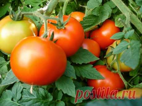 Йод для томатов: дешево и сердито 
Рассаду помидоров поливают раствором йода для более быстрого роста (1 капля на три литра). После применения этого раствора рассада зацветёт быстрее, а плоды будут крупнее.

Раствор - одна капля йода …