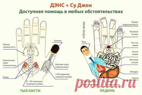 Много лет применяю Су-Джок для профилактики проблем с позвоночником | ✔️ ЗОЖ с Сарматом | Яндекс Дзен