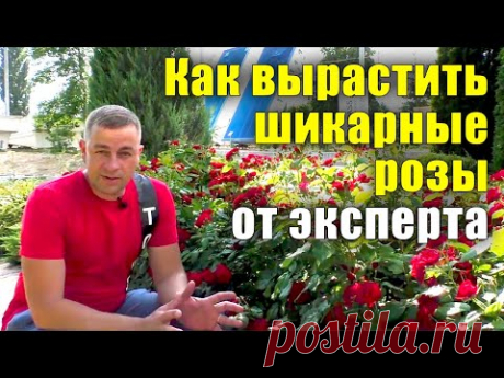 Как вырастить шикарные розы? Все секреты от посадки до цветения. Не растут розы, что делать?