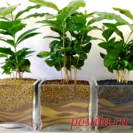 Как следует выращивать кофейное дерево в домашних условиях