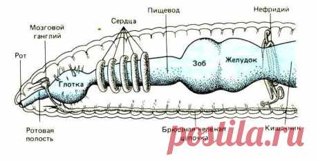 Дождевые черви - Садоводка