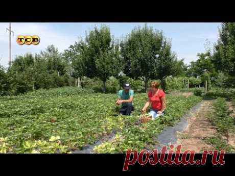 Секреты клубничной грядки. 6 соток 19.06.2017