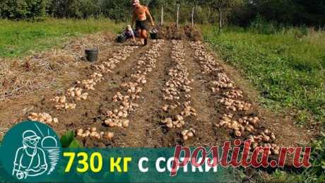 Посадка картофеля вразвал без окучивания 🚀 Выращивание по технологии Гордеевых