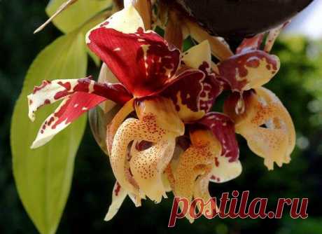Аромат орхидей: популярные сорта цветов с запахом Орхидеи – одни из самых любимых и &quot;нарядных&quot; экзотов в комнатном и оранжерейном цветоводстве. Множество их жизненных форм, размеров, расцветок, а также относительная простота межвидового скрещивания с...