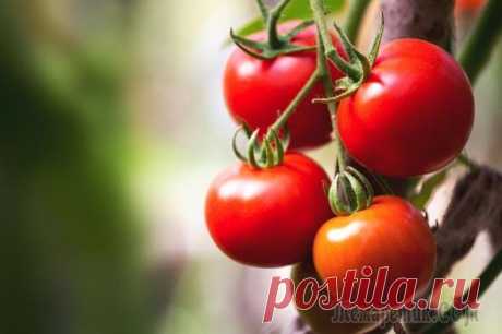 Как вырастить вкусные помидоры в открытом грунте