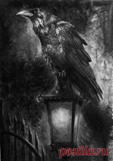 Crows Ravens: