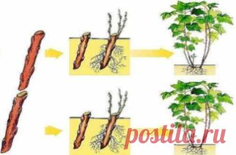 КАК РАЗМНОЖИТЬ СМОРОДИНУ ЗИМОЙ
Сохраните, чтобы не потерять!
О пользе этой ягоды знают многие, поэтому и стараются завести на своем участке новые перспективные сорта. А сделать это совсем не сложно. Многие предпочитают размножать черную смородину черенками.
Для зимнего окоренения, в декабре, выбирают толстые, хорошо развитые однолетние побеги. Нарезают из них черенки длиной 18-20 см и опускают на сутки в стимулятор роста (1 ст.л. меда на 3 л воды).
Затем кладут в полиэтиленовый пакет влажный мох