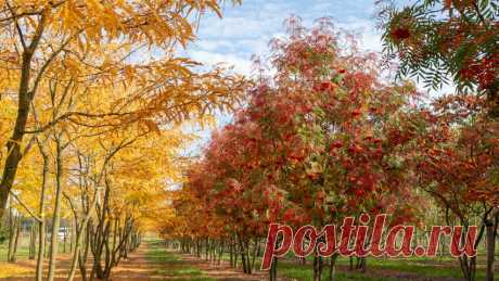 7 деревьев с яркой осенней окраской | Сады и цветы | Яндекс Дзен