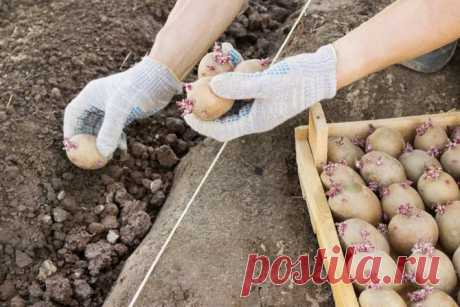 Способы выращивания картофеля: выращивание картофеля в траншеях