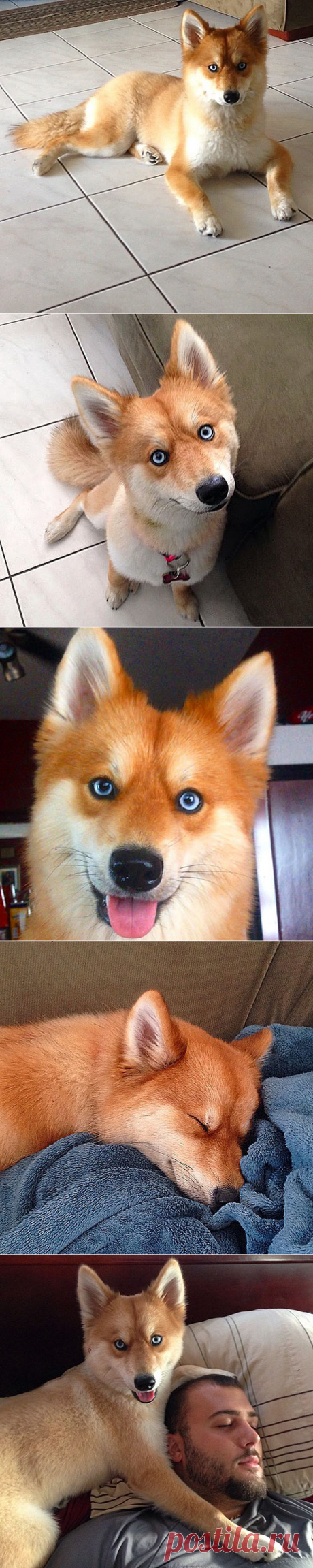 Помски: необычная собака-лиса покорила интернет-пользователей