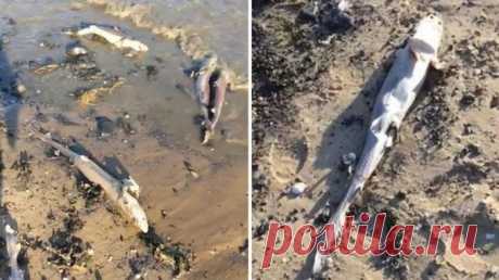 100 мертвых акул выбросило на пляж в Уэльсе, Британия Бэрри-порте, Западный Уэльс. Местные жители обнаружили на пляже около 100 мертвых акул.  Местная жительница рассказывает, что была шокирован, когда пришла