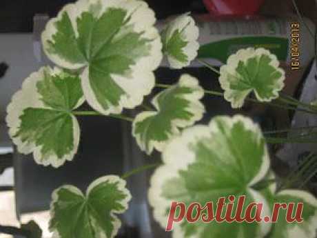 Популярные пестролистные растения | Комнатные цветы