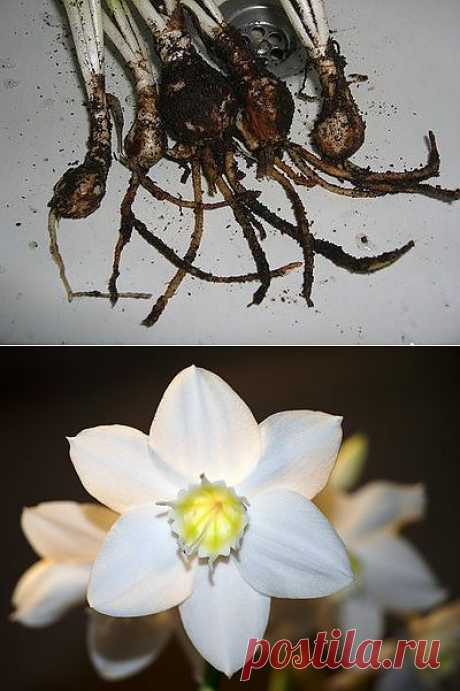 Цветок эухарис или амазонская лилия: уход, пересадка и защита эухариса от вредителей. Почему не цветет эухарис?