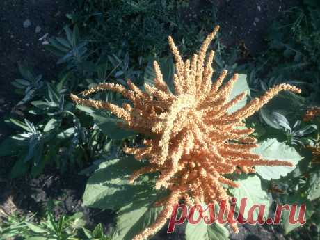 (Amaranthus paniculatus).Однолетнее травянистое растение с мощным прямостоящим стеблем,высотой до 120 см.Используется во флористике. Рекомендуется для одиночных и групповых посадок на газоне,декорирования стен и оград.