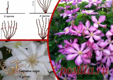 Сентябрь - пора взяться за клематисы. Час работы в саду стимулирует чудесное цветение на следующее лето (4 шага)