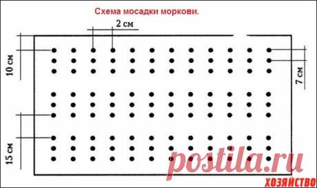 Как увеличить всхожесть семян моркови