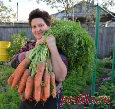 Я морковь сею следующим образом. 
Морковь любит глубоко возделанную плодородную почву.  земли. Семена будут уже набухшие, крупные, почти проросшие. 
Высыпаем их в п