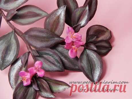 Tradescantia zebrina (Telgraf Cicegi..:) | PETUNYALARIM