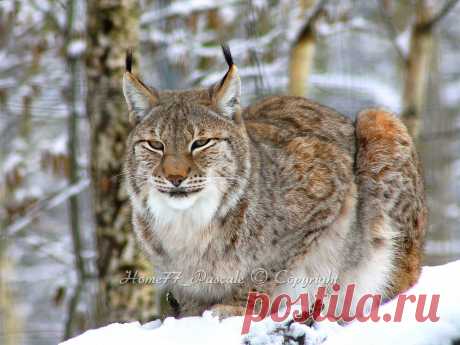 Lynx de Sibérie &quot;Enfin une petite couverture blanche&quot; Parc des félins - 77 - France.  Mon beau lynx de Sibérie à qui la neige ne dérangeait pas du tout !!! (Photo IMG_7315)