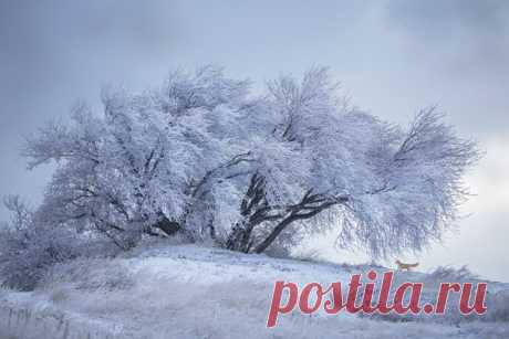 «Стеклянное дерево» в Крыму. Автор фото – Елена Пахалюк:
