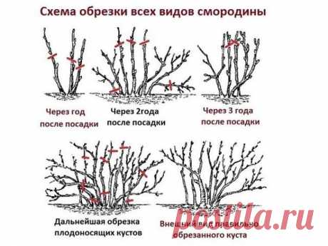 ДЕСЯТЬ ЗОЛОТЫХ ПРАВИЛ ОБРЕЗКИ СМОРОДИНЫ