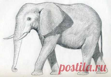 ​Рисуем слона Рисуем слонаМы предлагаем для начала нарисовать слона именно простым карандашом.Это будет хорошая основа для дальнейшего перехода к масляной или другой живописи, ведь известно что художнику следует вначале «набить» руку в графике.