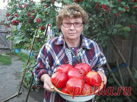 ПОМИДОРНЫЕ СЕКРЕТЫ БЫСТРОГО СОЗРЕВАНИЯ