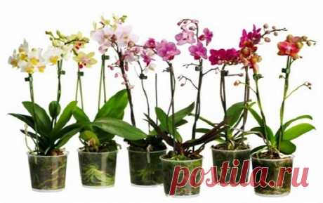 Как одну орхидею превратить в сто | комнатные цветы