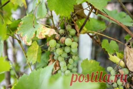 Чем опрыскать виноград от болезней и вредителей летом: биопрепараты и народные средства | Виноград (Огород.ru)