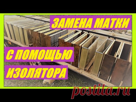 Ежегодная смена матки с помощью изолятора.