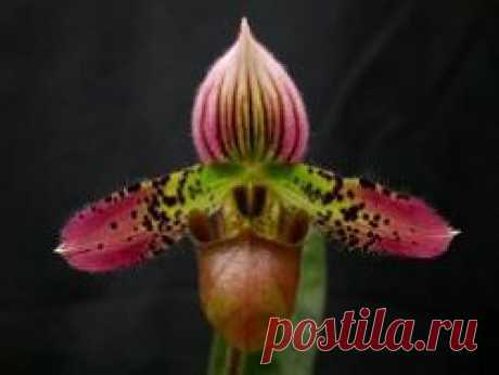 Выращивание орхидеи «Пафиопедилум» в домашних условиях