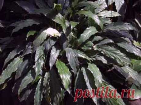 Spathiphyllum. Спатифиллум уход в домашних условиях, фото, виды - Флорист-Х