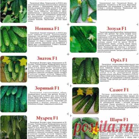 Рекомендуемые сорта огурцов