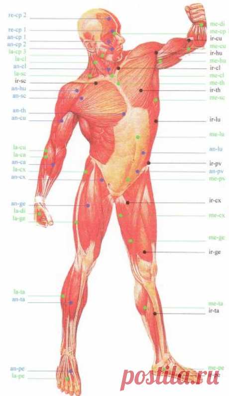 Fascial Manipulation Russia